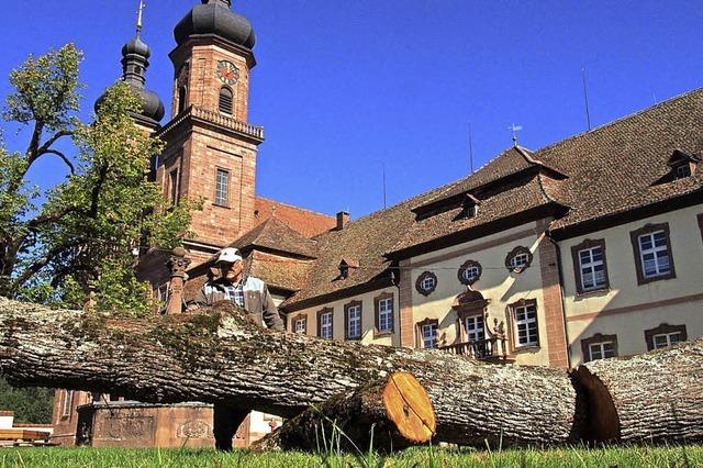 Kirche lsst kranke Linde im Klosterhof fllen