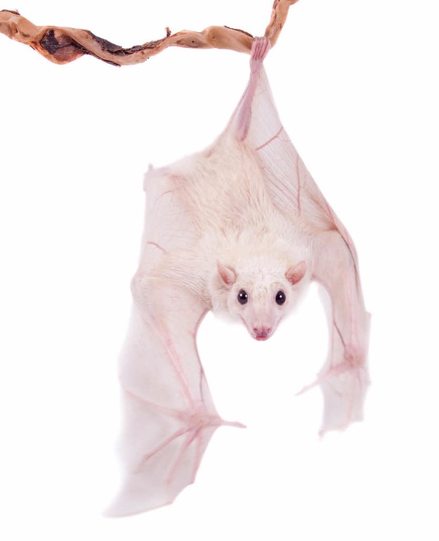 Eine Albino-Fledermaus  | Foto: -