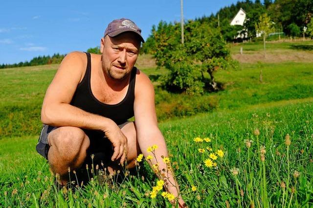 Das giftige Wasserkreuzkraut breitet sich im oberen Kandertal aus