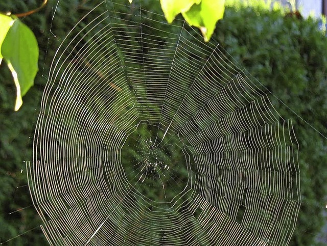 Die Fden der Baldachin-Spinne erinner...wenn sie in der Morgensonne glitzern.   | Foto: Helmut Kohler
