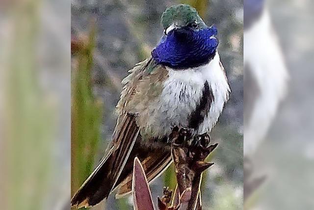 Neue Kolibri-Art in Ecuador entdeckt