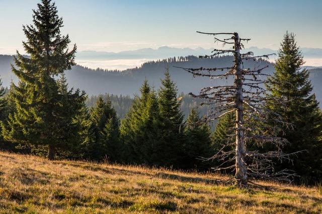 Fototouren auf dem Feldberg