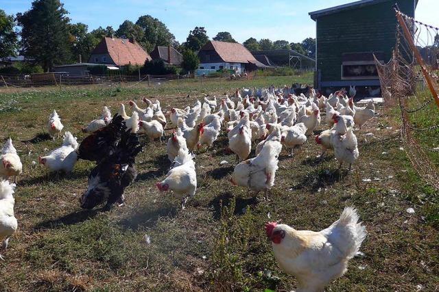 Gegen Massentierhaltung: Die Hühner von Bauer Grimme hören Radio