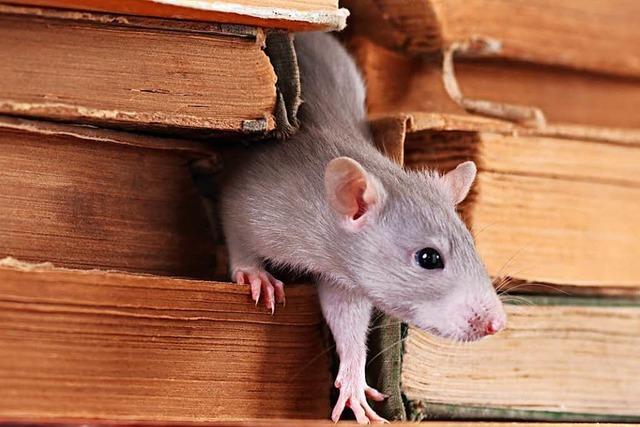 8000 Bücher in Stuttgarter Unibibliothek zerstört – durch Ratten
