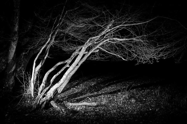 Es knackt und raschelt nachts im Wald. (Symbolbild)  | Foto: Carlotta Huber