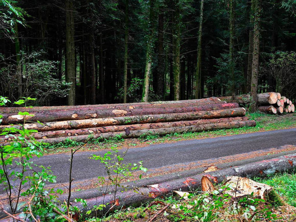 Fichtenholzstmme, die vom Kfer befallen sind an der Rhrbergstrae