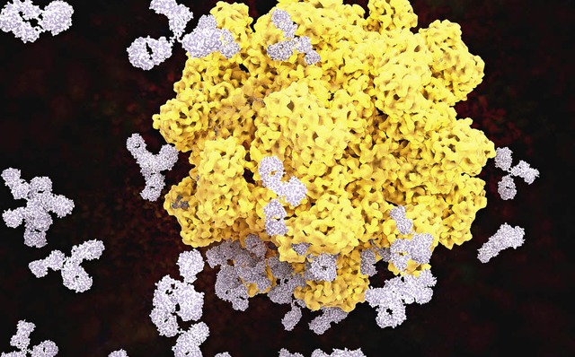 Antikrper binden an einen Virus   | Foto: Stock.Adobe.com