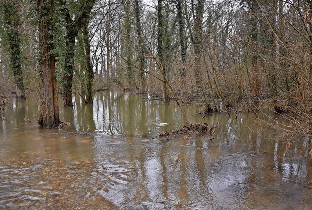 Hochwasser im Rheinwald bei Rheinhause...sser gewhnen knnen, ist umstritten.   | Foto: Jonas Hirt