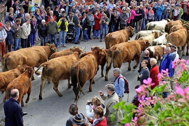 Schwarzwaldgemeinde feiert Viehabtrieb auf den Straen des Dorfes