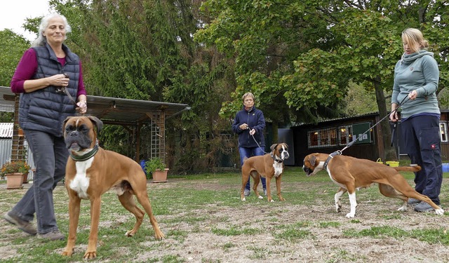 Yvonne Wiedmer (von links), Danielle Engler und Anna Rehkuh mit drei ihrer Boxer  | Foto: Peter Gerigk