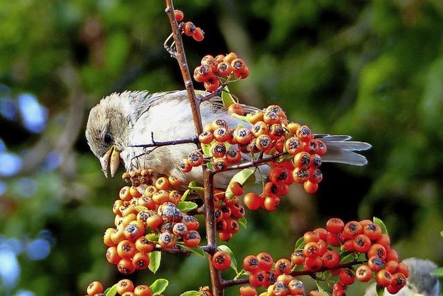 Bunter Herbst