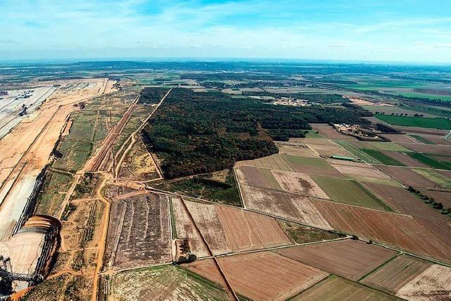 OVG Mnster stoppt Rodung im Hambacher Forst