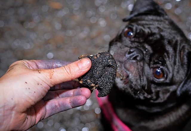 Such: Ein Hund riecht an einem Trffelstck.  | Foto: dpa