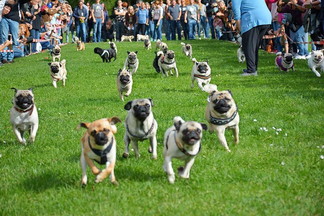 Mopsrennen in Weil.  | Foto: Hannes Lauber