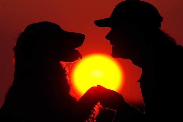 Ausgebüxter Golden Retriever in Lörrach: Polizei führt Hund und Herrchen wieder zusammen