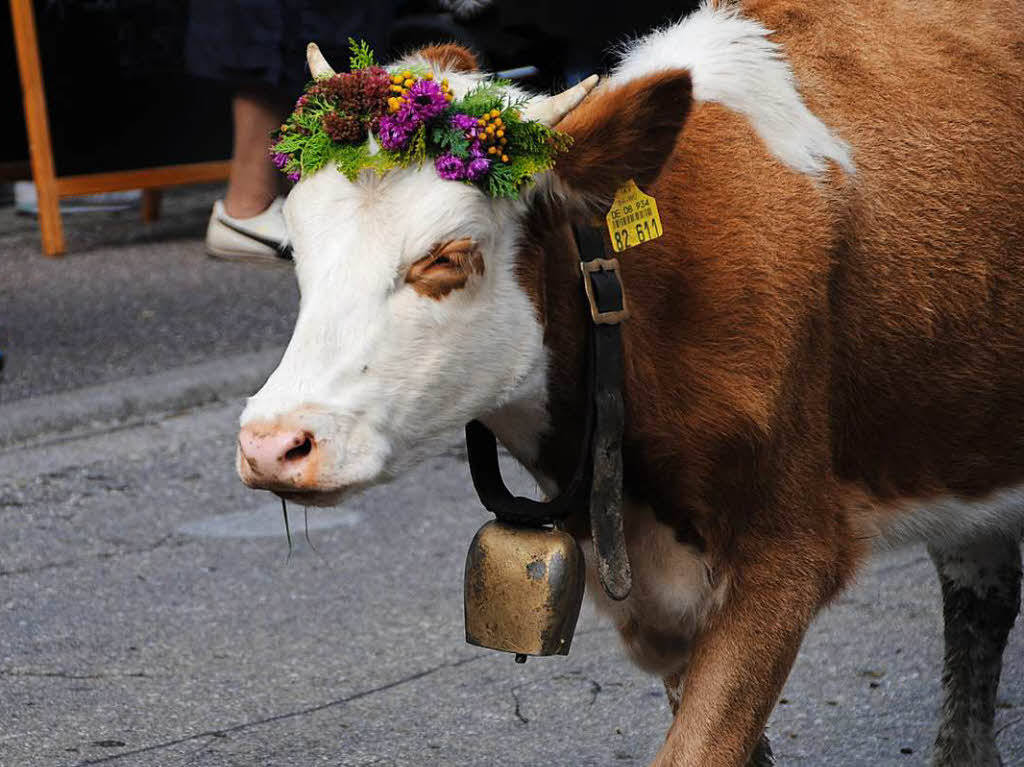 Volksfest mit Bulldogparade, Blasmusik, geschmckten Vierbeinern und tausenden Besuchern – das ist der Viehabtrieb in Oberried.
