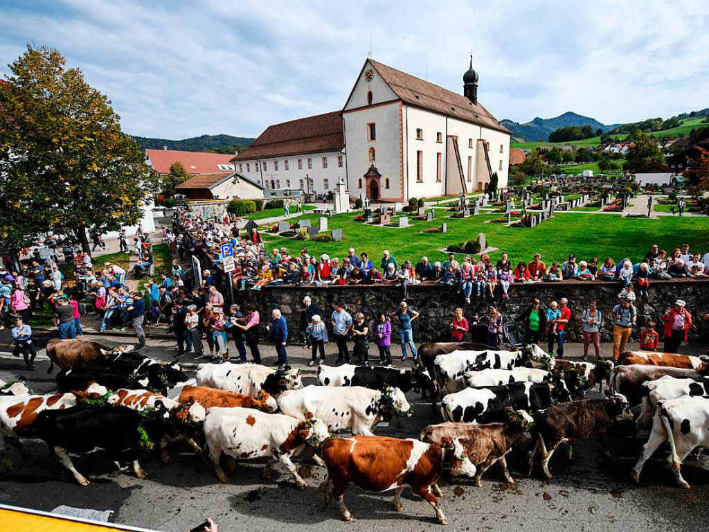 Volksfest mit Bulldogparade, Blasmusik, geschmckten Vierbeinern und tausenden Besuchern – das ist der Viehabtrieb in Oberried.