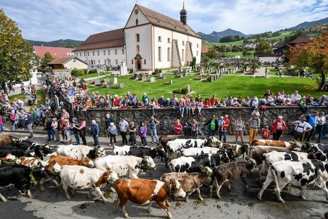 Viehabtrieb nach Oberried