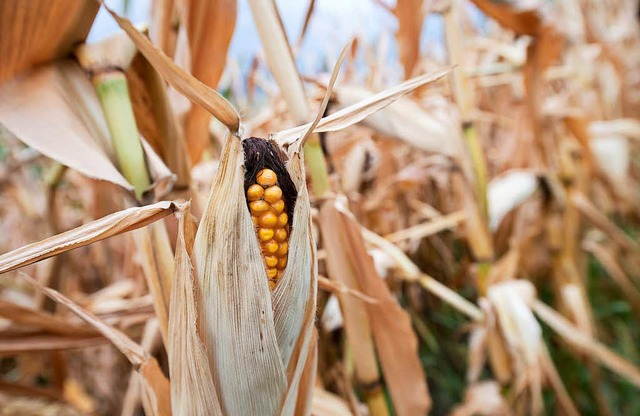 Auch der Mais leidet unter der beginnenden Heizeit.  | Foto: dpa