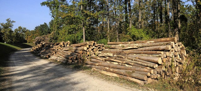 Im Rheinwald bei Ottenheim wird derzeit groflchig Wald abgeholzt.   | Foto: Wolfgang Knstle