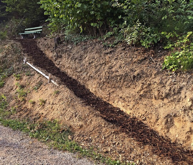 Vllig zugewachsen war dieser Hang, de... Wegeputzete wieder freigelegt wurde.   | Foto: Verein