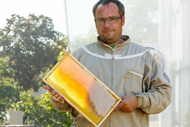 Imker Roland Klble wei, warum Bienen fr die Stadt schwrmen