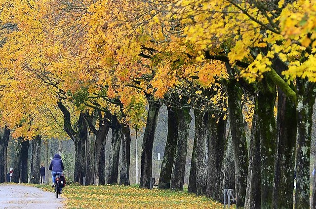 Bietet sich im Herbst an: eine Radtour an der Dreisam entlang  | Foto: Ingo Schneider