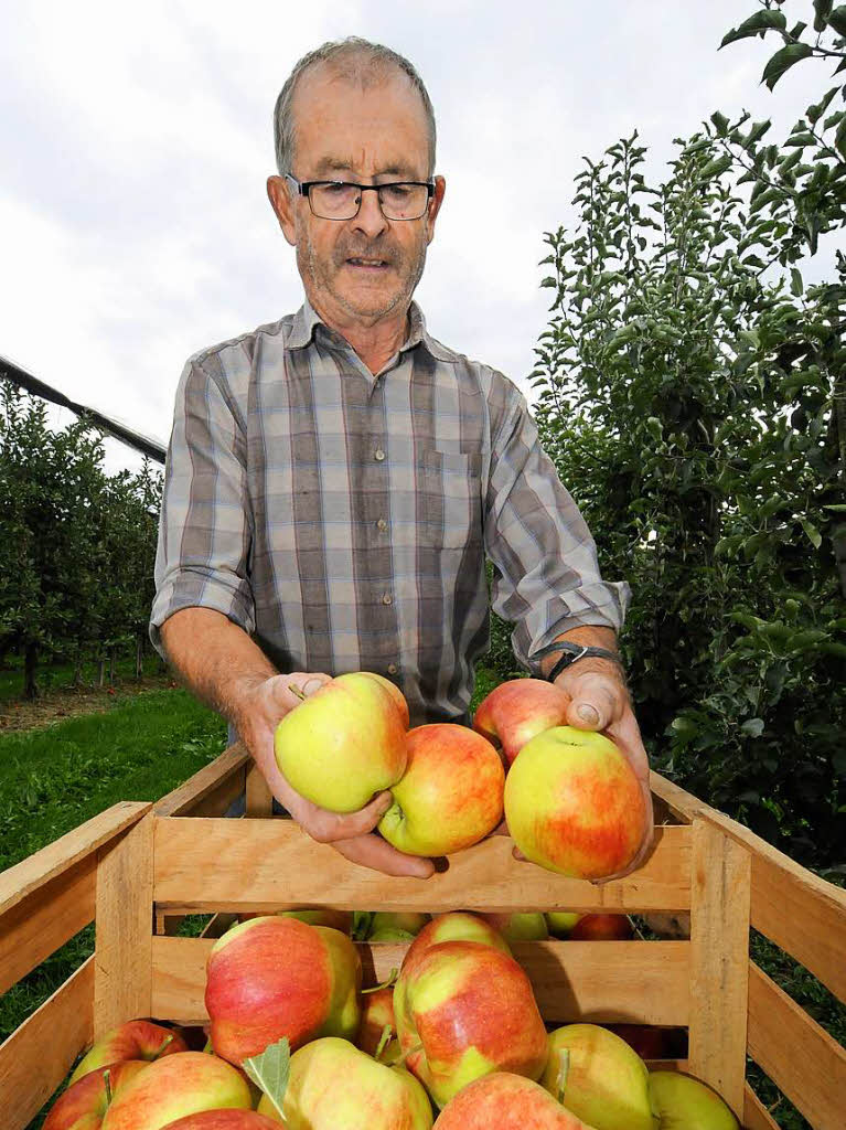 Walter Kienberger bei der Apfelernte in  seiner Anlage in Ehrenstetten