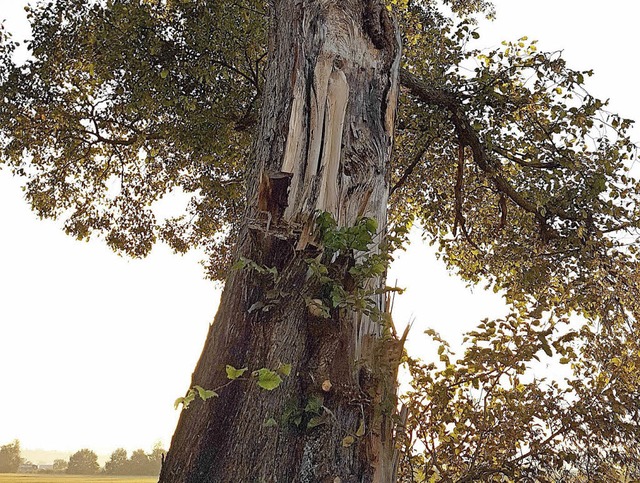 Der halbe Baumstamm der Ulme war bei e...r Baum aus Sicherheitsgrnden gefllt.  | Foto: Stadt Kenzingen