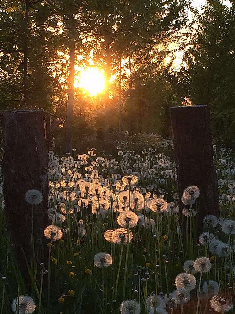 Sonnenstrahlen und Pusteblumen