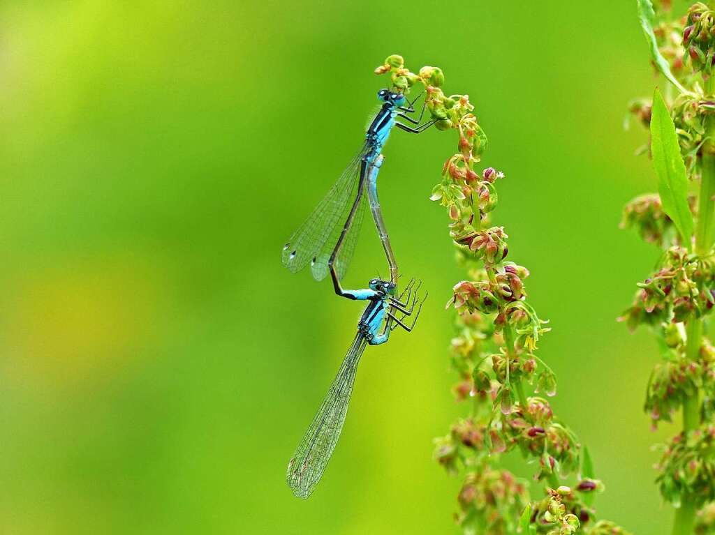 Bei der Teichjungfer-Libelle wird auch bei der LGS fr Nachwuchs gesorgt.