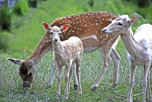 Das Wild im Zeller Gehege hat sich in ...sten Monaten reduziert werden mssen.   | Foto: Archivbild: Angelika Schmidt