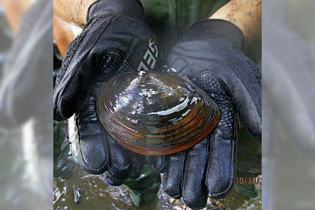 Teichmuscheln aus dem Waldsee geborgen