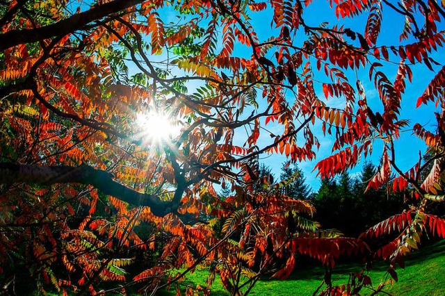 Perfektes Herbstwetter (Symbolfoto)  | Foto: dpa