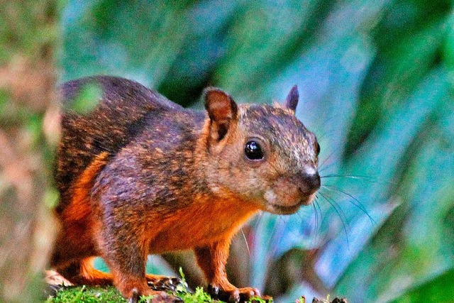 Ihre Bunthrnchen sind drei Zchtern in Sachsen-Anhalt zum Verhngnis geworden.  | Foto: Jerry Oldenettel