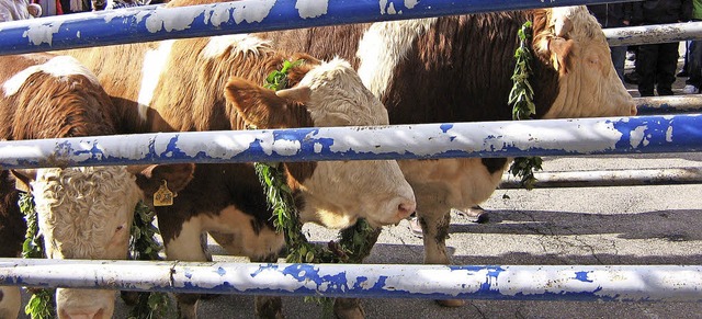 Das Birkendorfer Hagehole soll am Sams...d bereits zum achten Mal ausgetragen.   | Foto: Sandra Holzwarth