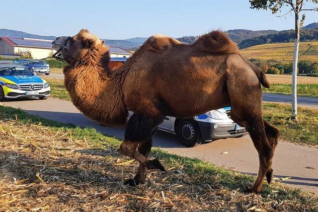 Wenn ein Kamel im Feierabendverkehr grast
