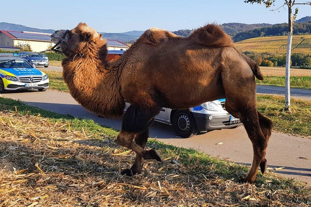 Ein Kamel am Rande der Bundesstrae so...rrung bei vorbeikommenden Autofahrern.  | Foto: Polizei