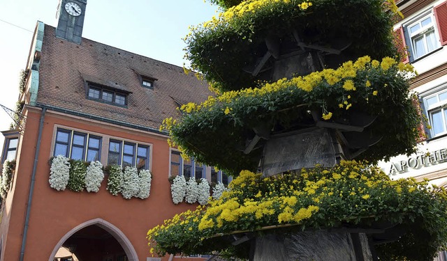Die Chrysanthema in Lahr beginnt am Sa... am Urteilsplatz ist schon geschmckt.  | Foto: Karl Kovacs