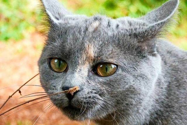 Steinen: Kurioser Einsatz um verschwundene Katze