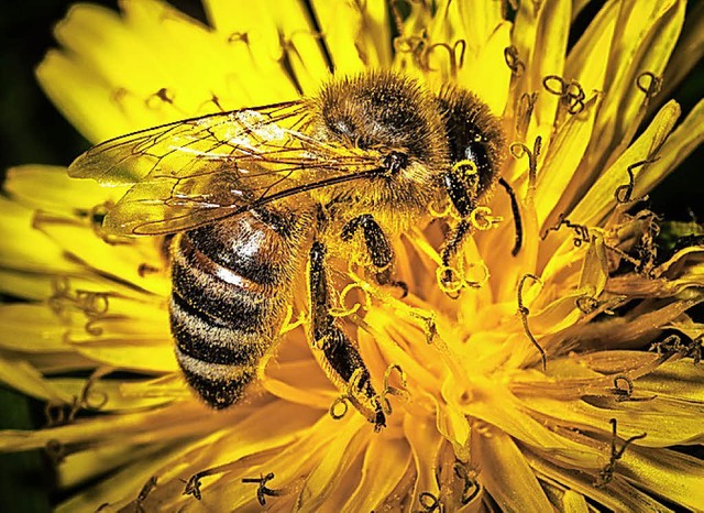 Um bienenfreundliche Bepflanzung  geht es im Vortrag.   | Foto: Armer/dpa