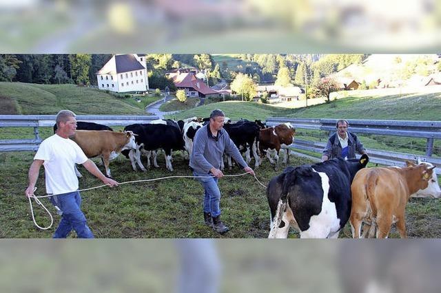 Die letzte Kuh ist von der Weide