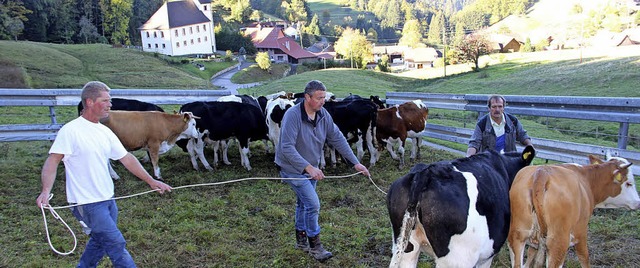 Weideabtrieb in Kaltenbach   | Foto: Kanmacher