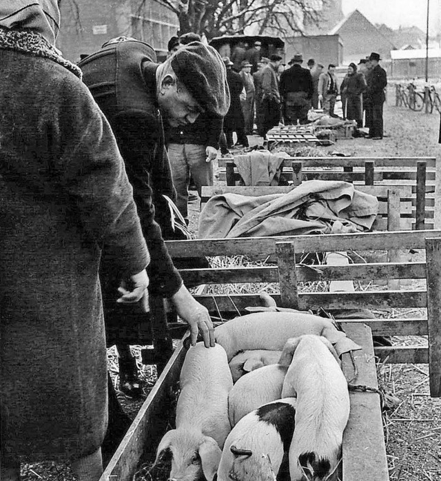 Der Viehmarkt auf dem Alten Festplatz im Jahr 1959.   | Foto: Peter Thomann