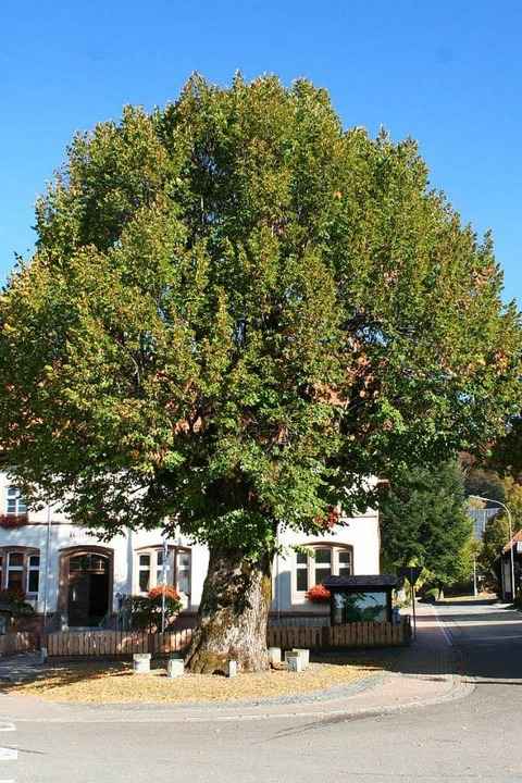Segnet nach vermutlich rund 400 Jahren...Dorflinde vor dem Gersbacher Rathaus.   | Foto: Gerd Sutter