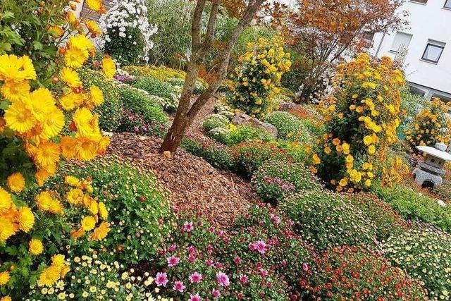 Alles, was Sie ber die Chrysanthema in Lahr wissen mssen