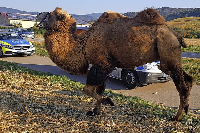 Ein Kamel neben der Bundesstrae?  | Foto:  Polizei