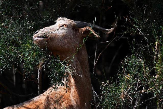 Ziegen-Feuerwehr in Portugal: Herden sollen Waldbrnde verhindern