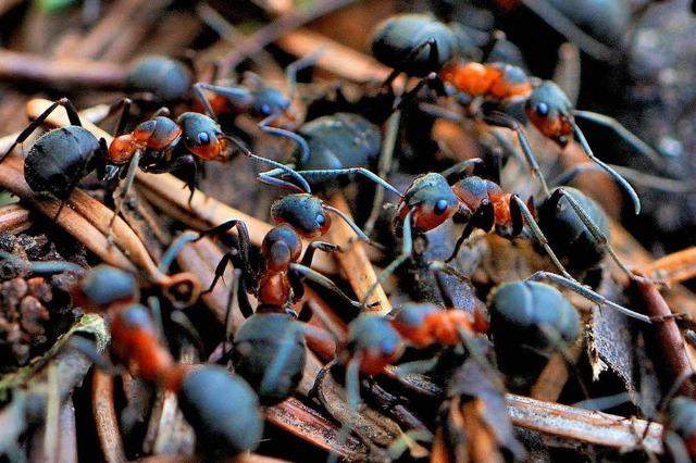 In einem Ameisenhgel steckt viel mehr als nur Tannennadeln