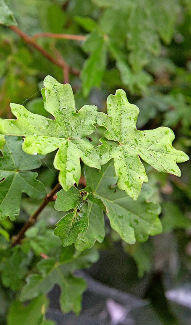 Baum des Jahres 2015: Der Feld-ahorn  | Foto: dpa